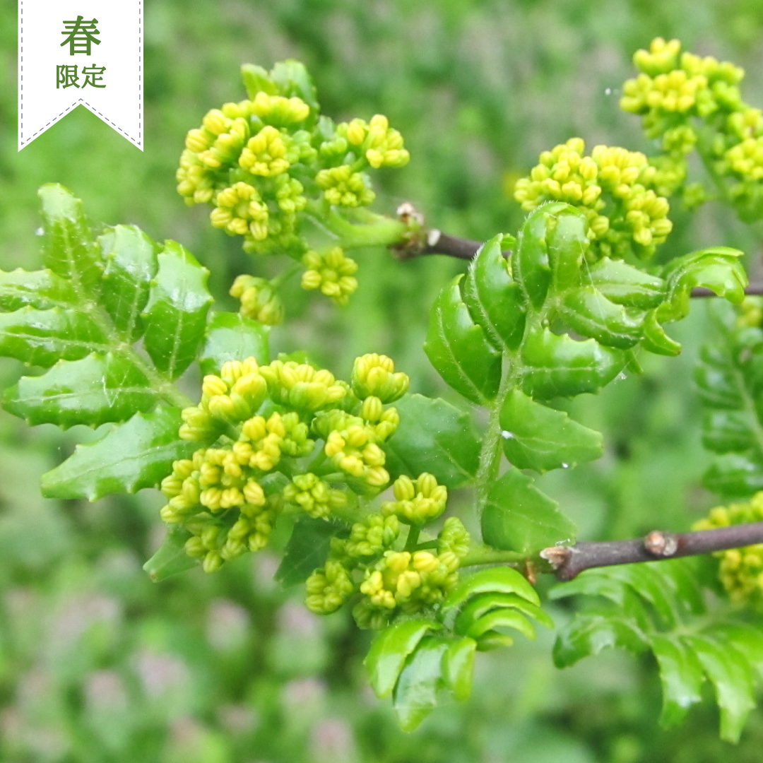 奈良県産 花山椒 約100g 山椒の花 奈良県産 花山椒 約100g 山椒の花